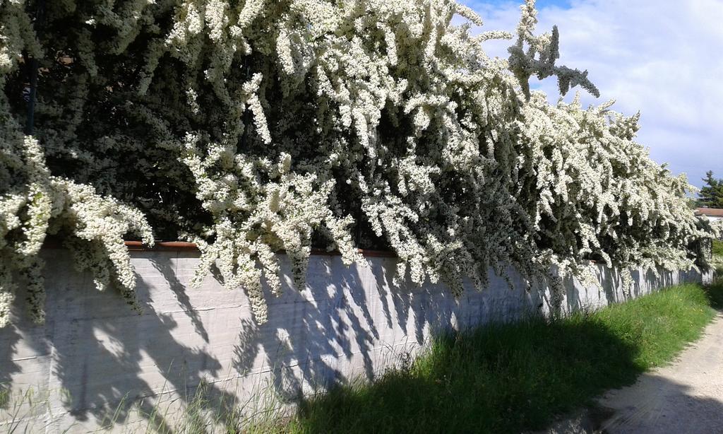 Agriturismo Cardito Santa Rufina ภายนอก รูปภาพ